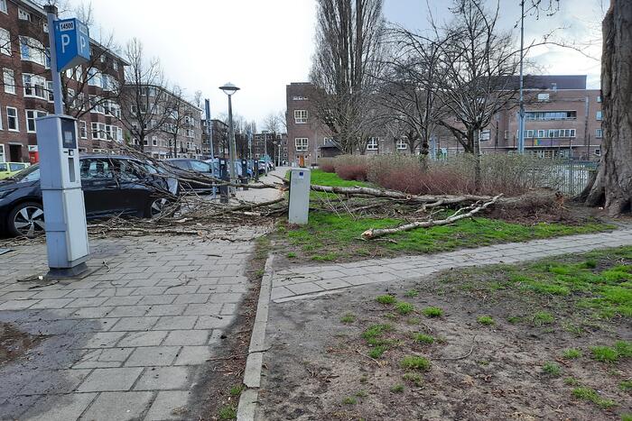 Grote tak breekt af en valt op auto