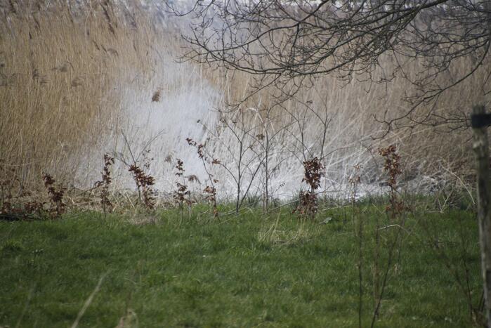 Stuk riet Meridiaanpark in brand