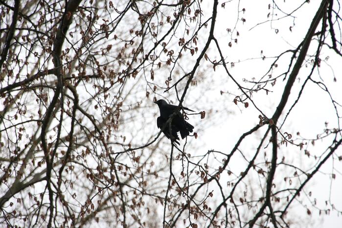 Kauw zit vast in boom