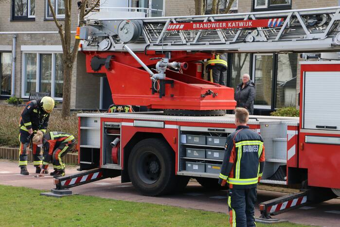 Kauw zit vast in boom