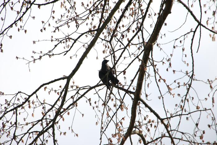 Kauw zit vast in boom