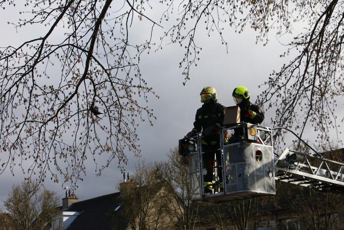 Kauw zit vast in boom