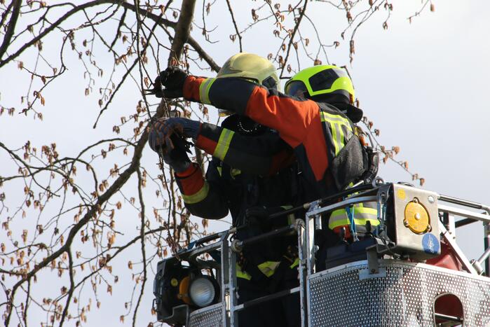 Kauw zit vast in boom