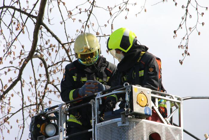 Kauw zit vast in boom