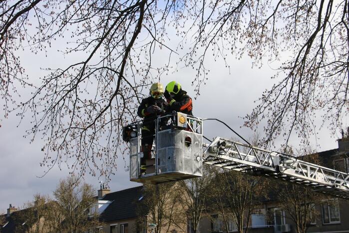 Kauw zit vast in boom