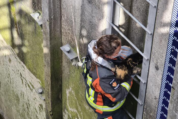 Brandweervrouw haalt kat uit sluistrap
