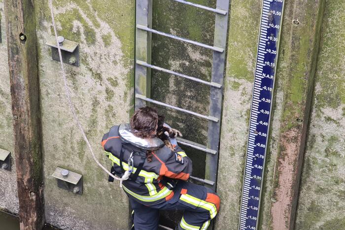 Brandweervrouw haalt kat uit sluistrap