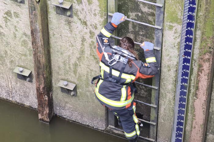 Brandweervrouw haalt kat uit sluistrap
