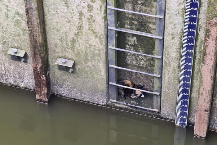 Brandweervrouw haalt kat uit sluistrap