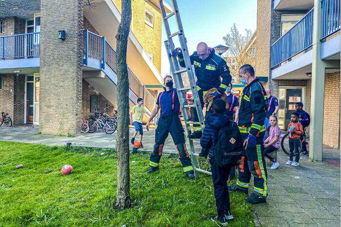 Kat door brandweer uit boom gehaald
