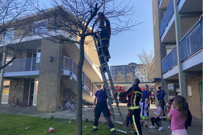 Kat door brandweer uit boom gehaald