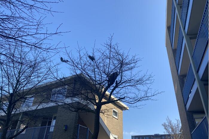 Kat door brandweer uit boom gehaald