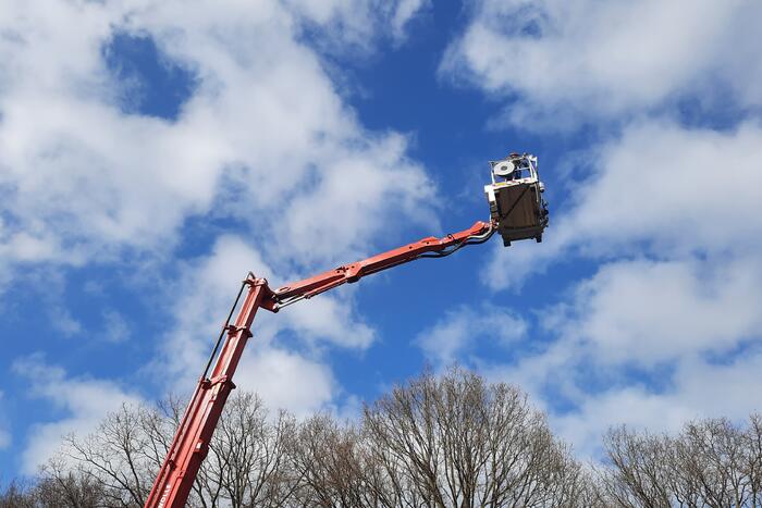 Twee ara's uit boom gered