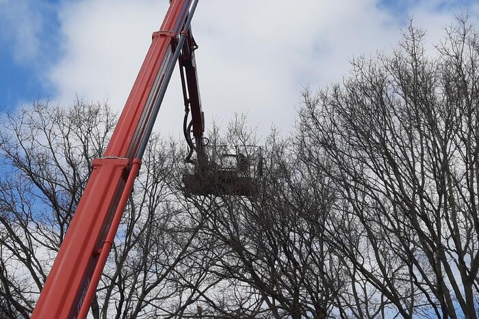 Twee ara's uit boom gered