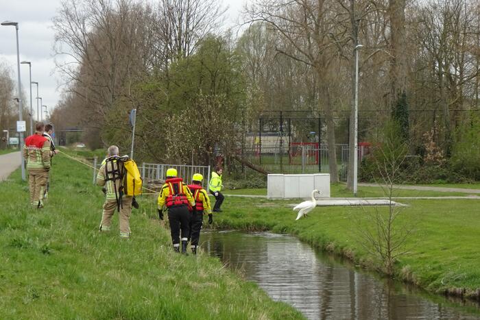 Reddingsactie voor zwaan met visdraad