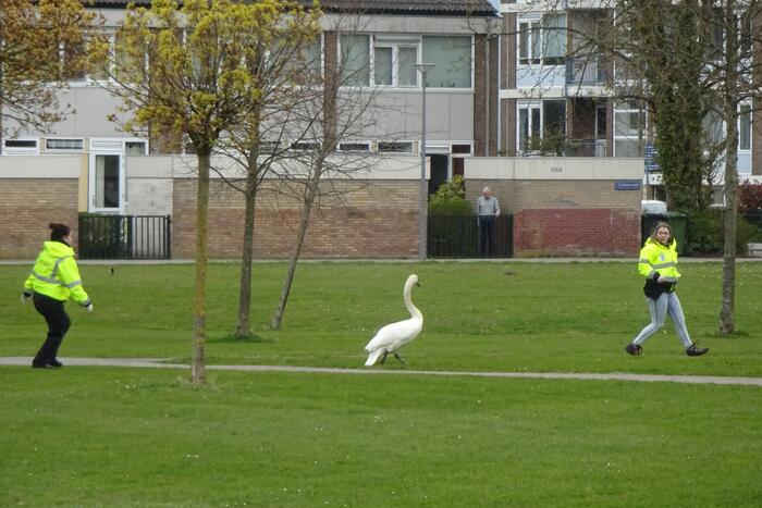 Reddingsactie voor zwaan met visdraad