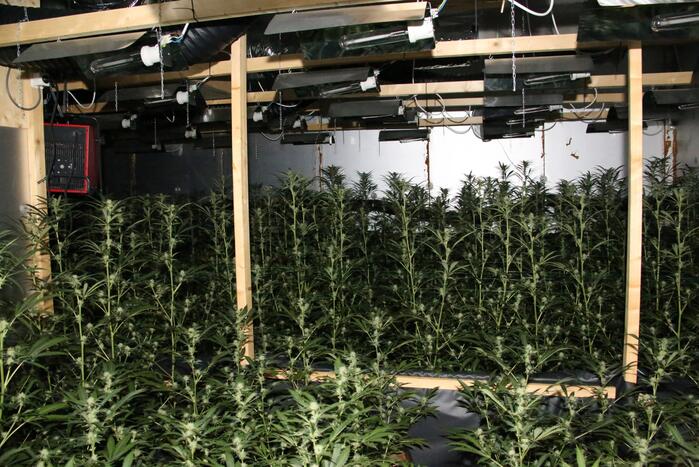 Politie vindt hennepkwekerij met 200 planten