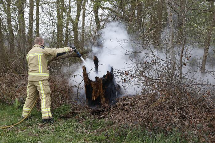 Brandweer blust brandende boom
