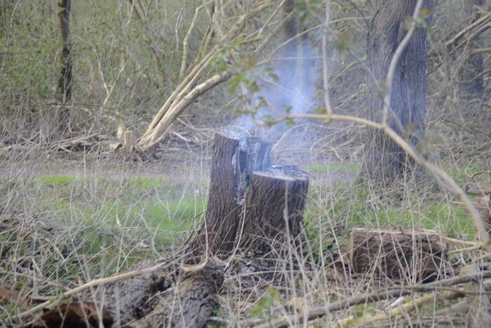 Brand in afgezaagde boom