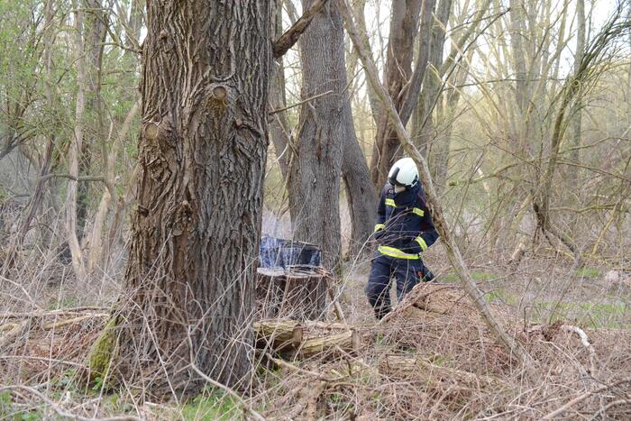 Brand in afgezaagde boom