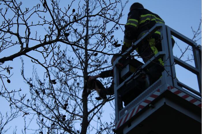 Brandweer haalt kat uit de boom