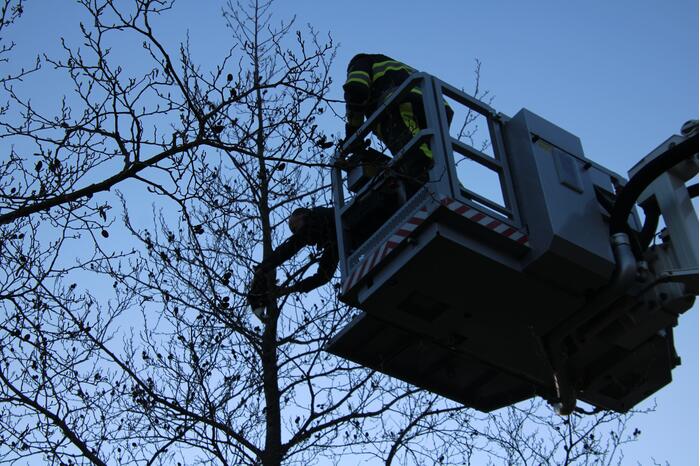 Brandweer haalt kat uit de boom