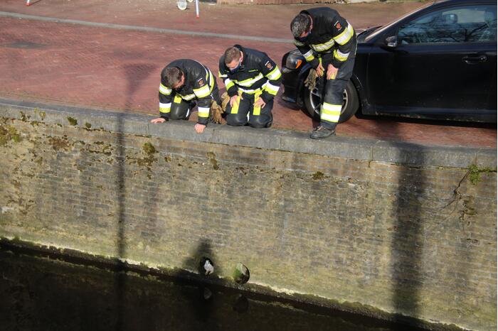 Brandweer doet reddingsactie voor kat in riool