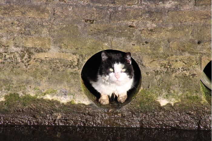 Brandweer doet reddingsactie voor kat in riool