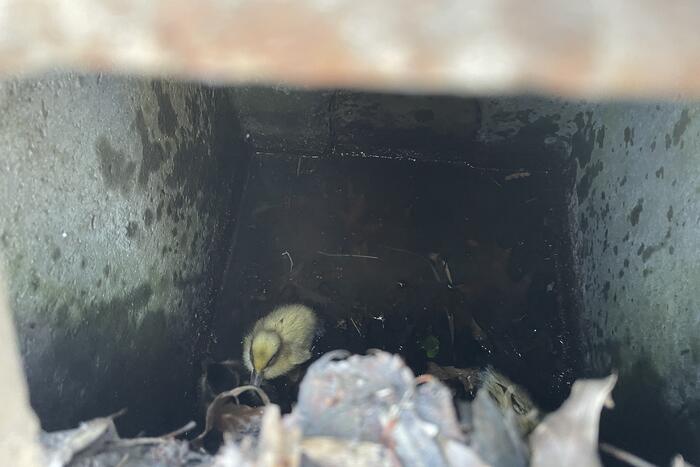 Jonge eendjes in put gevallen