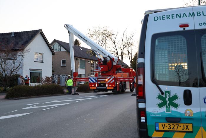 Brandweer en dierenambulance doen poging om vastzittende vogel te bevrijden