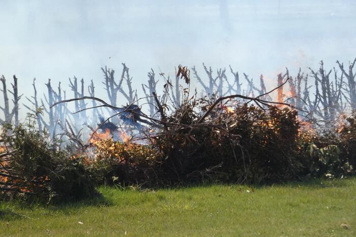 Coniferenhaag in brand