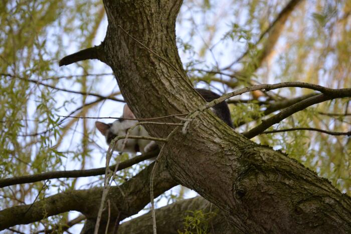 Kat vlucht boom in na beet van hond