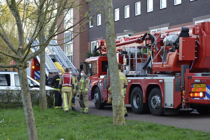 Kat vlucht boom in na beet van hond