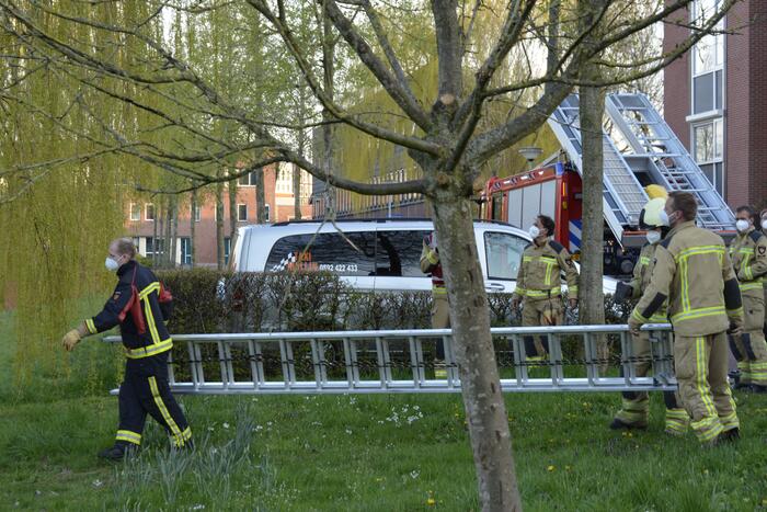 Kat vlucht boom in na beet van hond