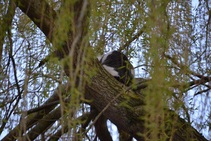 Kat vlucht boom in na beet van hond