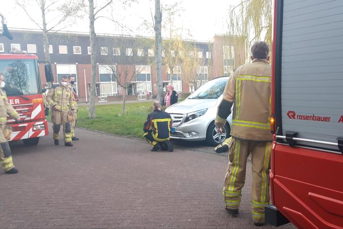 Kat vlucht boom in na beet van hond
