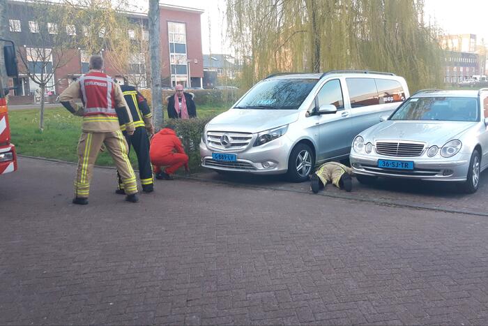Kat vlucht boom in na beet van hond