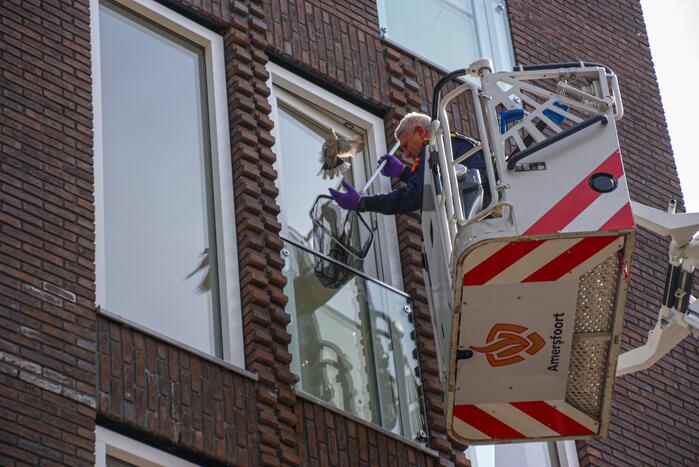 Duiven vast achter glasplaat