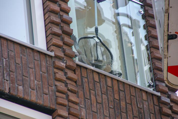 Duiven vast achter glasplaat
