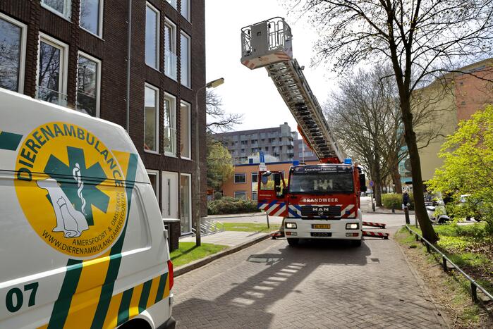 Duiven vast achter glasplaat