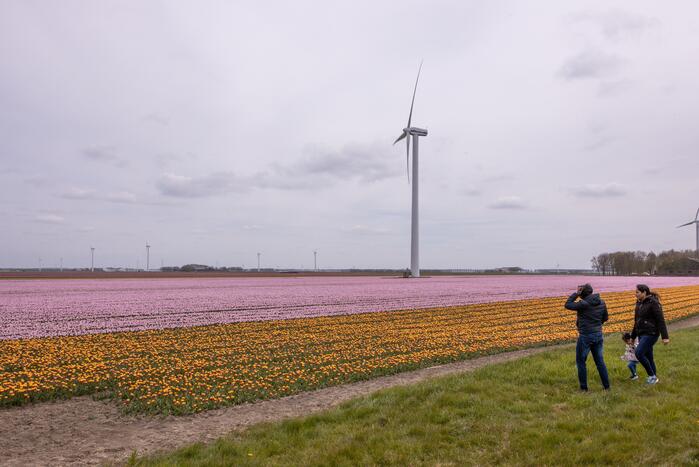 Bloembollenvelden Windpark trekt veel bekijks