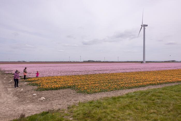 Bloembollenvelden Windpark trekt veel bekijks