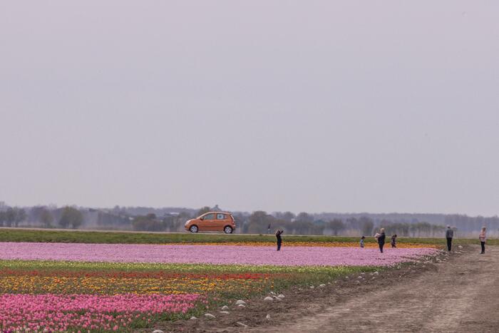 Bloembollenvelden Windpark trekt veel bekijks
