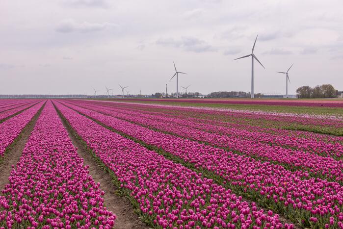 Bloembollenvelden Windpark trekt veel bekijks