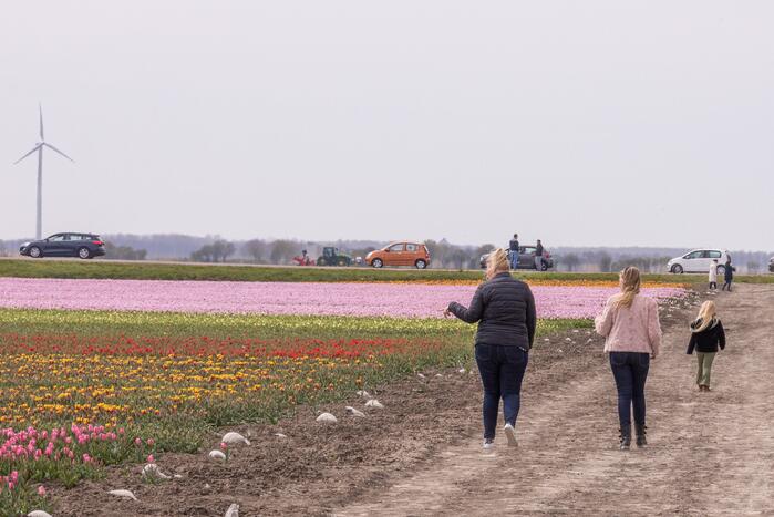 Bloembollenvelden Windpark trekt veel bekijks