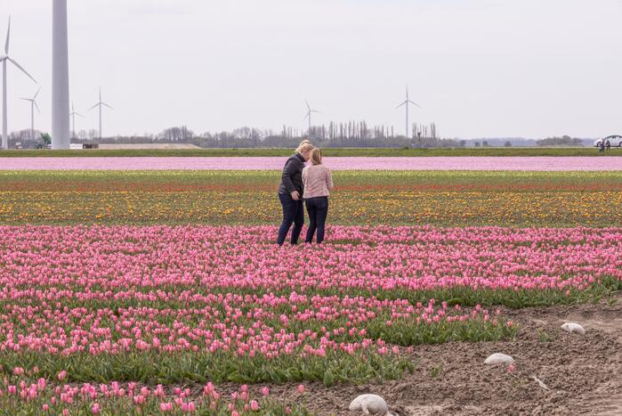 Bloembollenvelden Windpark trekt veel bekijks