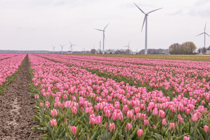 Bloembollenvelden Windpark trekt veel bekijks