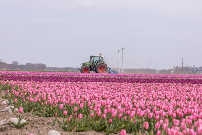 Bloembollenvelden Windpark trekt veel bekijks