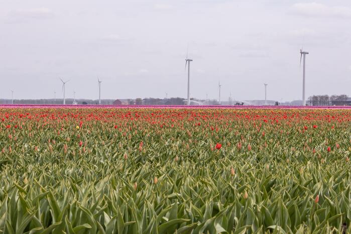 Bloembollenvelden Windpark trekt veel bekijks
