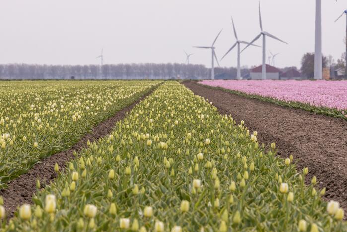 Bloembollenvelden Windpark trekt veel bekijks